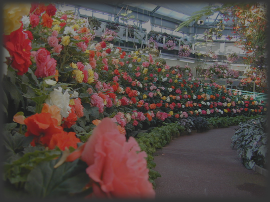 花と泉の公園、ベゴニア館